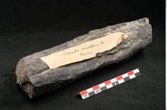 Foto (Seitenansicht) von Calamites communis Ettingshausen (NHMW-GEO-2024-0188-10957)
